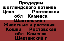Продадим шотландского котенка › Цена ­ 2 000 - Ростовская обл., Каменск-Шахтинский г. Животные и растения » Кошки   . Ростовская обл.,Каменск-Шахтинский г.